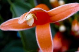 Orange flower